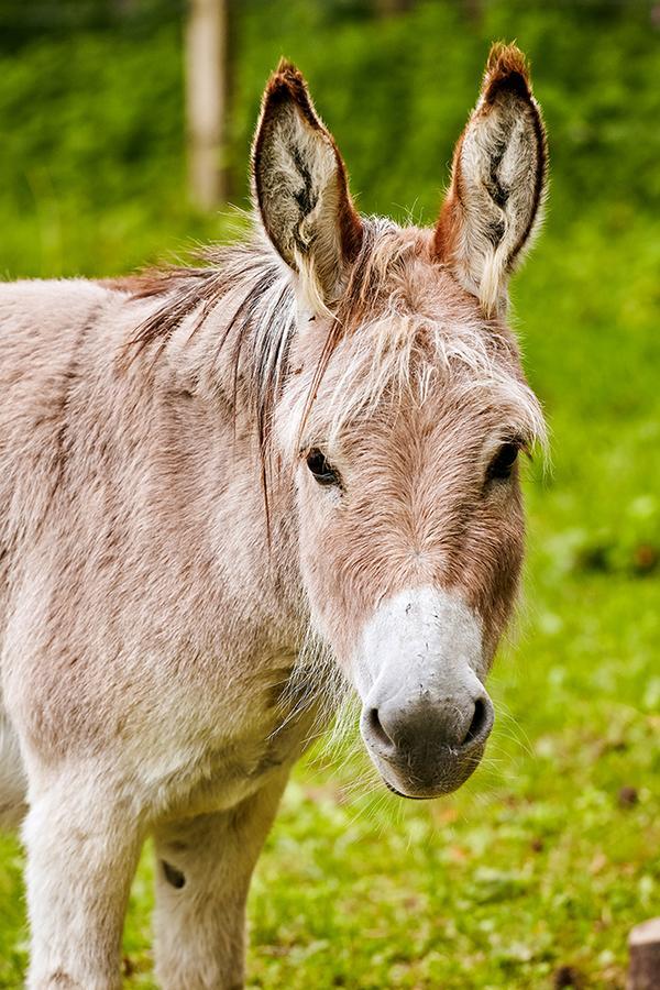 Pension Haus Am Einberg メシェデ エクステリア 写真